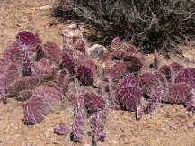 Purple cactus!!
